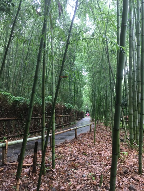 竹林の小径 嵯峨野 Path of Bamboo