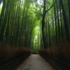 竹林の小径 嵯峨野 Path of Bamboo
