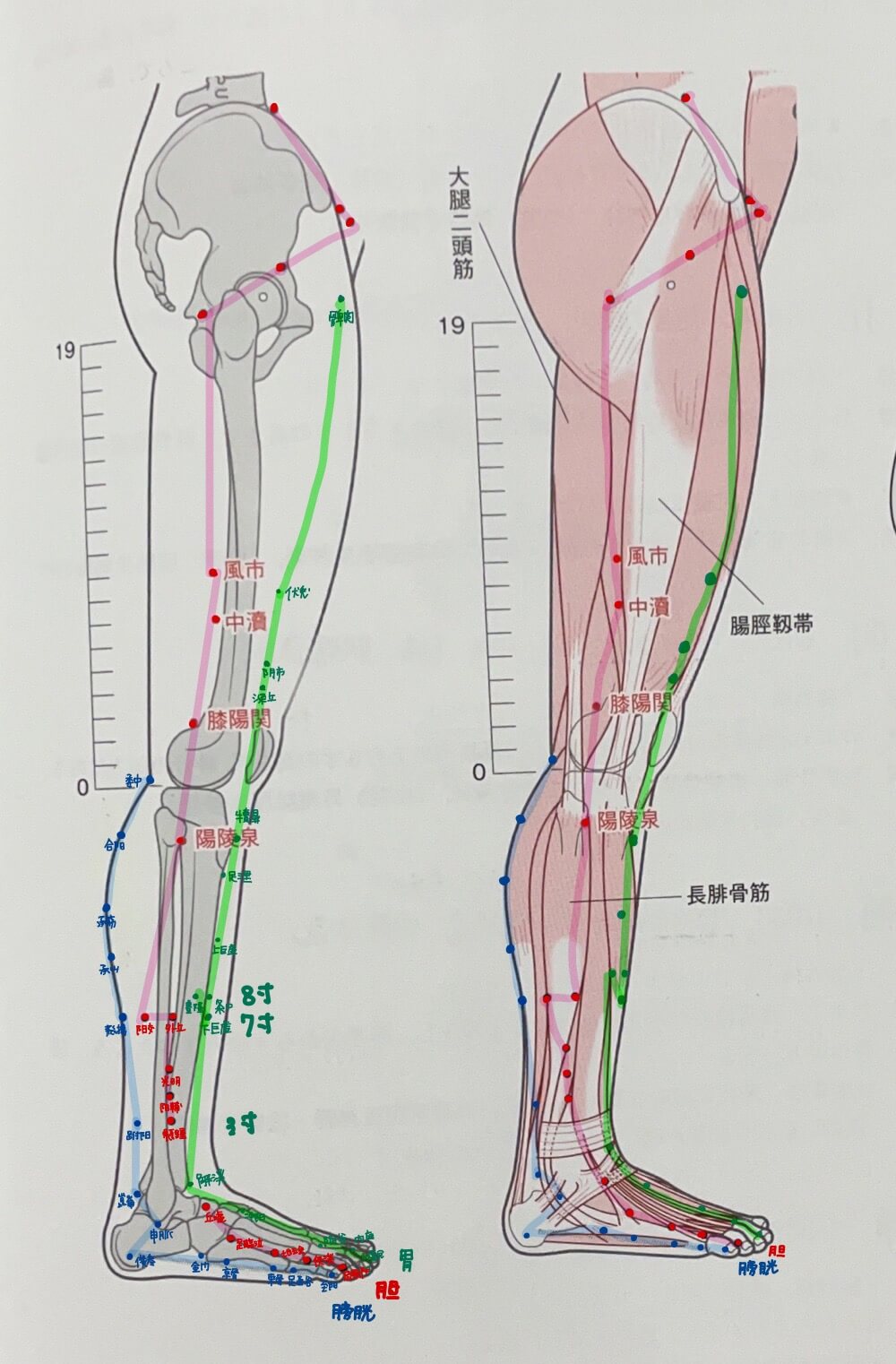 脚経絡, 足つぼ 図 – TJTO