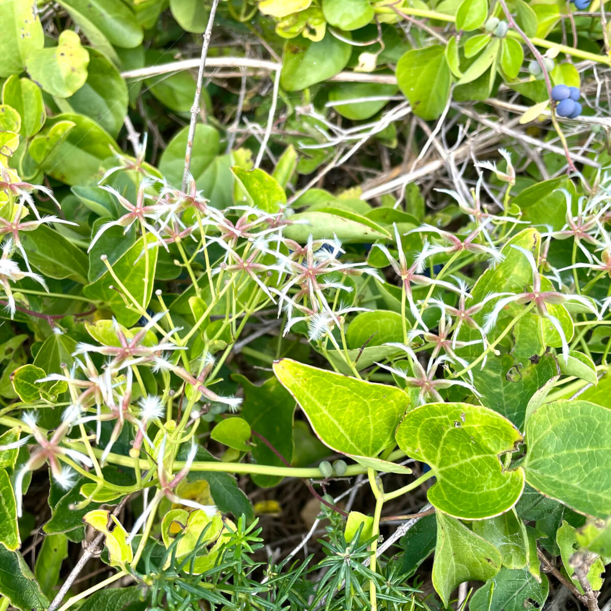 ボタンヅル（学名: Clematis apiifolia） | 暮らしに馴染む旅