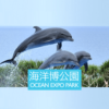 ウミガメ放流会 | イベント・プログラム | 海洋博公園 Official Site